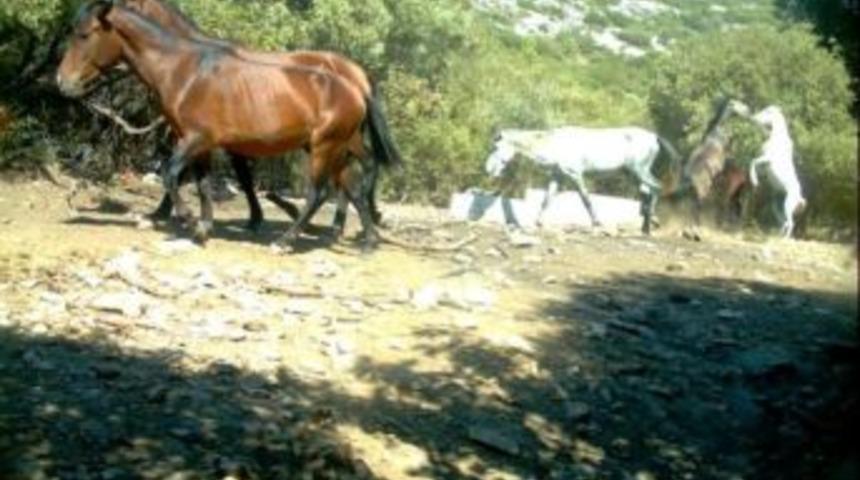 Aydın&rsquo;da Yılkı Atları Fotokapanla G&ouml;r&uuml;nt&uuml;lendi