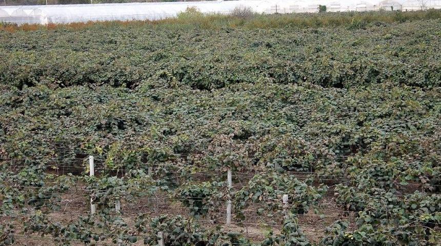 Kivi Üretiminde Rekor Bekleniyor