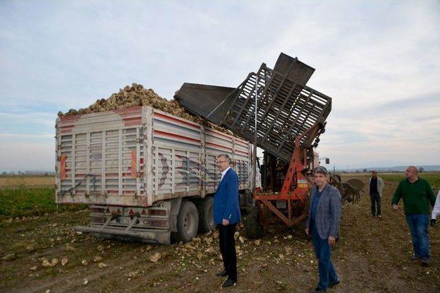 Karacabey’de Şeker Pancarı Hasadı Devam Ediyor