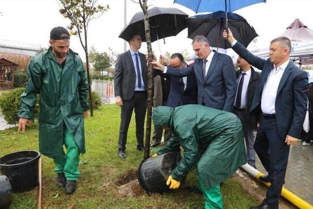 Küçükçekmece’ye İğde Ağaçları Dikildi