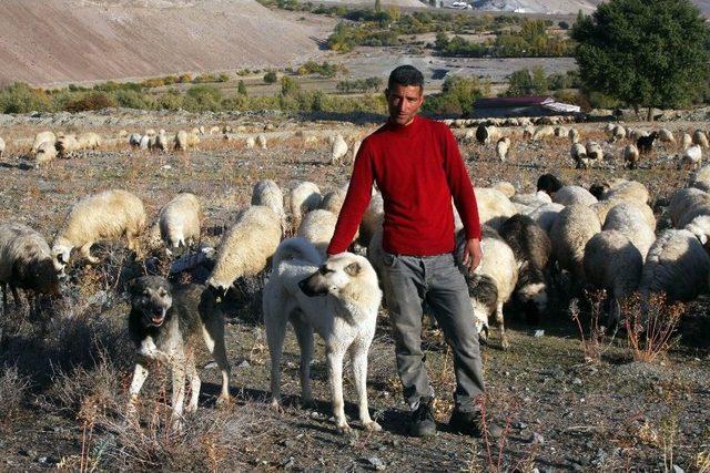 Çoban Köpeğinden Vefa Örneği