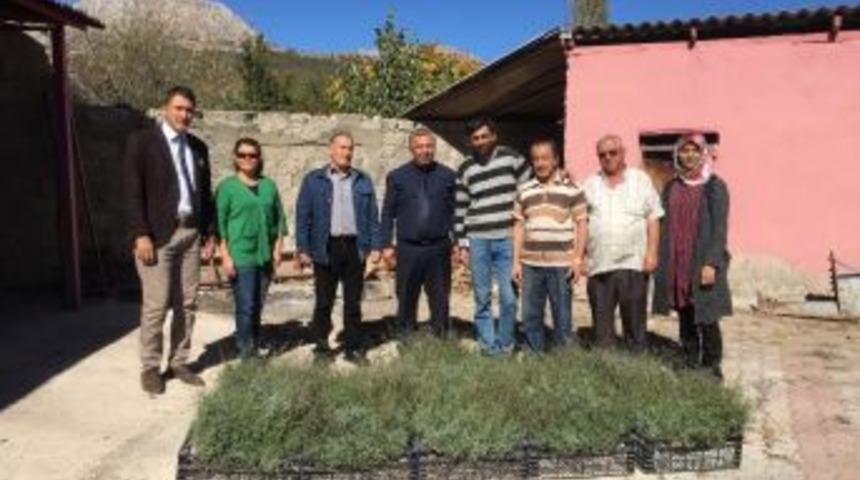 Isparta’da Çiftçiye Lavanta Dağıtıldı