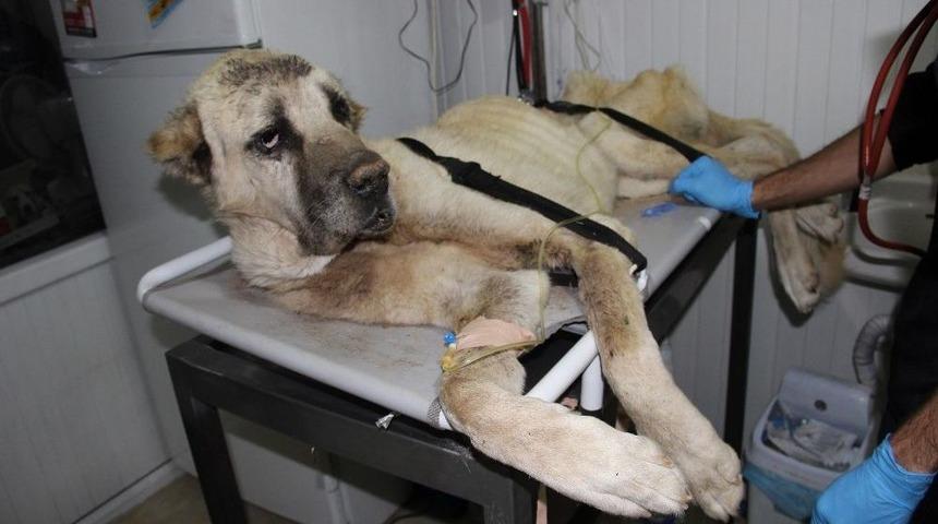 Yaralı Kangal İ&ccedil;in Bir &Ccedil;ok &Uuml;lkeden Yardım Teklifi