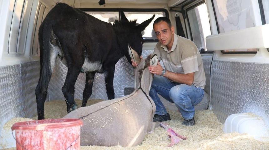 Ayağı Kırılan İki Eşek Tedavi İ&ccedil;in İstanbul&rsquo;a G&ouml;nderildi