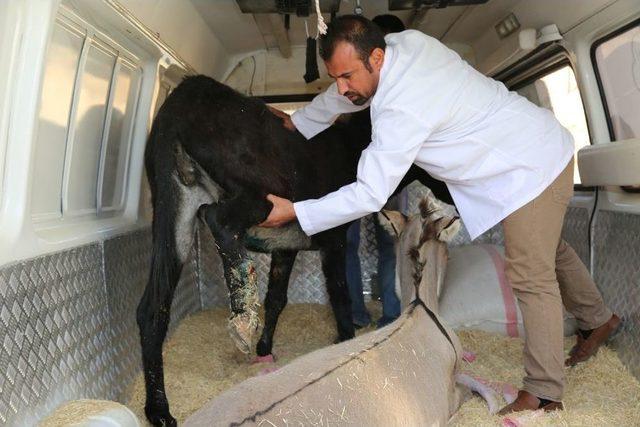 Ayağı Kırılan İki Eşek Tedavi İçin İstanbul’a Gönderildi