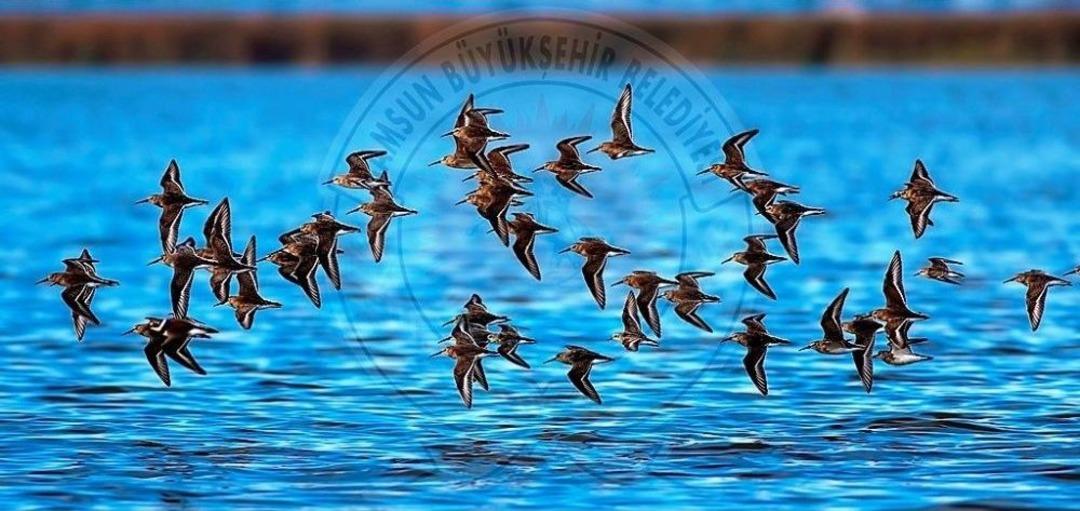 Kuş Cenneti&rsquo;nden Objektiflere Yansıyanlar