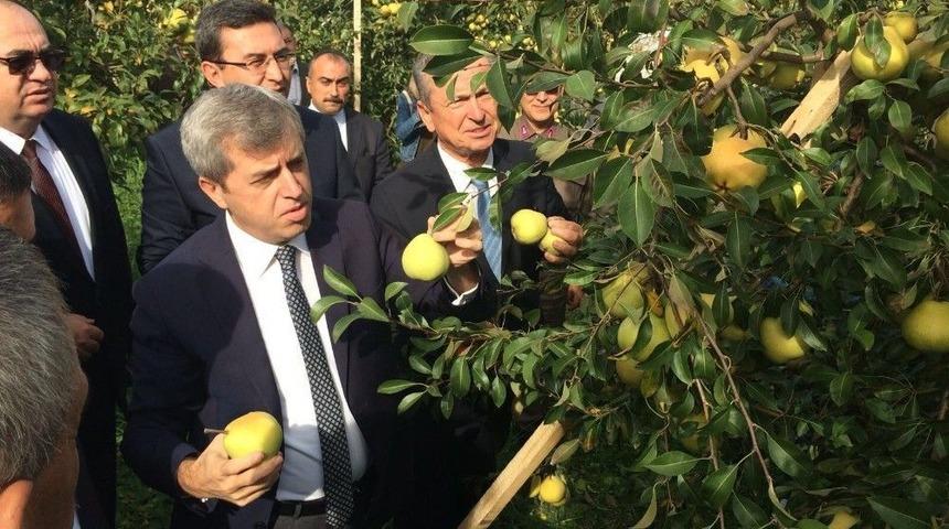 &Ccedil;aycuma&rsquo;da Deveci Armudu Hasadı Yaptılar