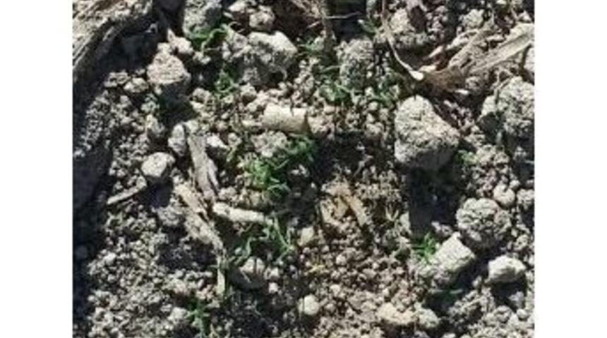 Afyonkarahisar&rsquo;da, 1 Milyon 83 Bin K&ouml;k Haşhaş Yakalandı