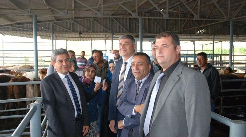 Gen&ccedil; &Ccedil;ift&ccedil;iler B&uuml;y&uuml;kbaş Hayvanlarını Teslim Aldı