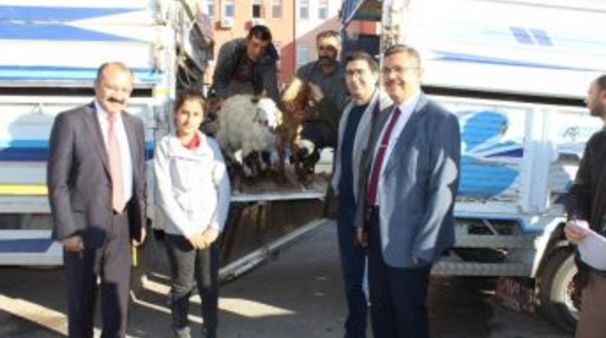 Karaman&rsquo;da Gen&ccedil; &Ccedil;ift&ccedil;ilere Ke&ccedil;ileri Teslim Edildi