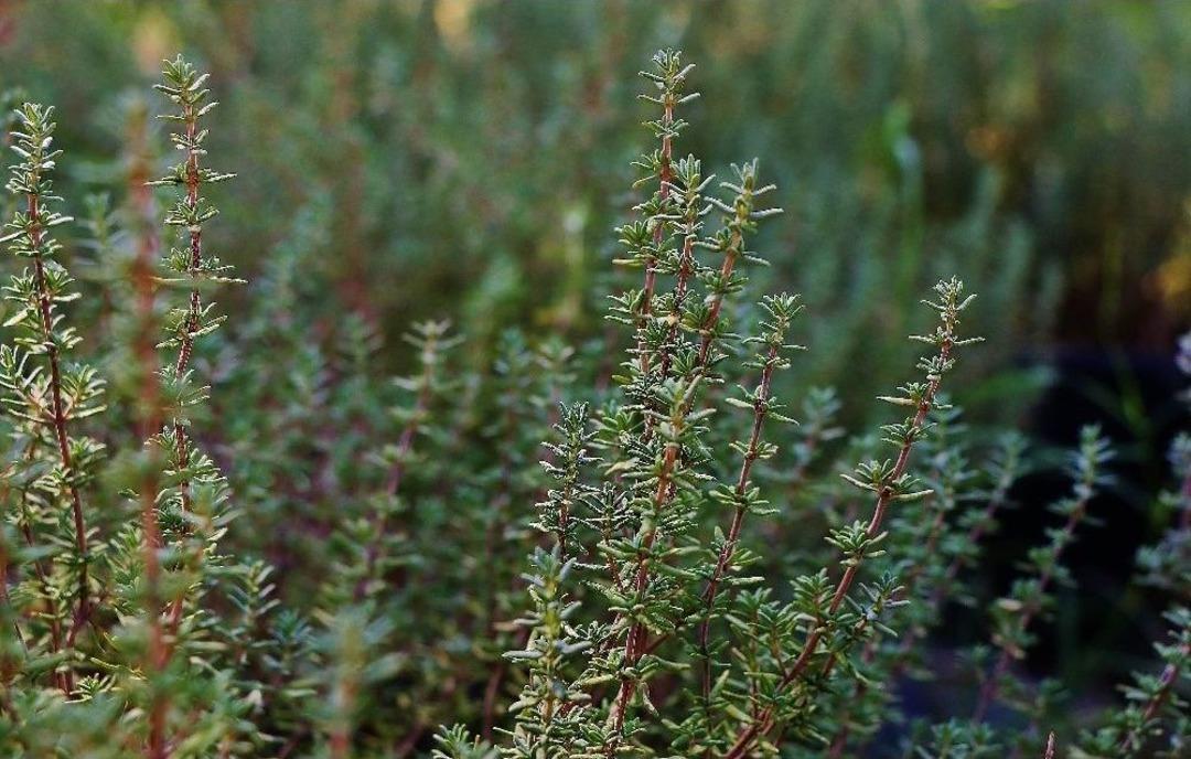 &ldquo;şifa Kaynağı Kekik, Zeytin Bah&ccedil;elerine De Mutlaka Ekilmeli&rdquo;