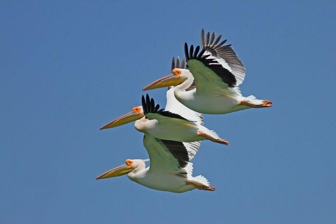 Yedikuğular Kuş Cenneti&rsquo;ne Kamera Sistemi Kuruluyor