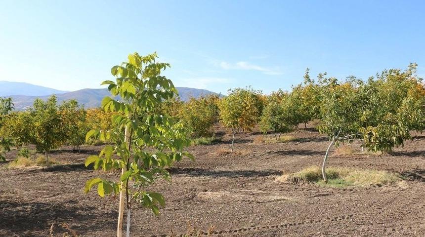 Kemah Ve Ceviz Aşkına Milyonlarca Liralık Yatırım