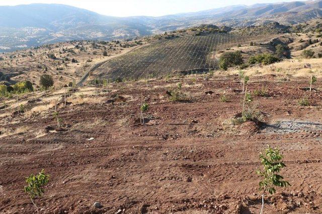 Kemah Ve Ceviz Aşkına Milyonlarca Liralık Yatırım