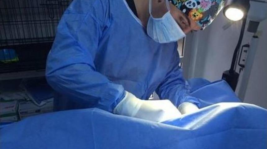 Biga’da Kediye Başarılı Ameliyat