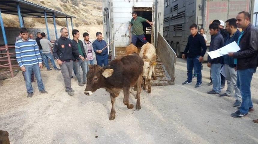 Mut&rsquo;ta Gen&ccedil; &Ccedil;ift&ccedil;ilere 144 B&uuml;y&uuml;kbaş