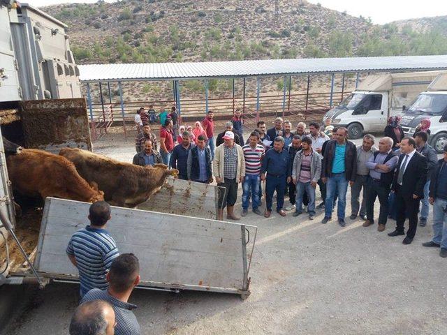 Mut’ta Genç Çiftçilere 144 Büyükbaş