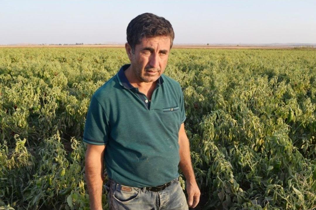 (&ouml;zel Haber) Hafriyat Kamyonlarının Kaldırdığı Toz Tarladaki Biberleri Kuruttu