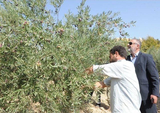 Tarihi Manastırda Zeytin Hasadı Başladı