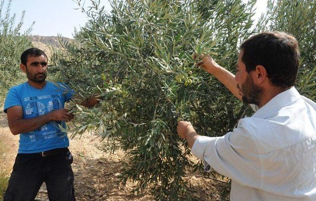 Tarihi Manastırda Zeytin Hasadı Başladı