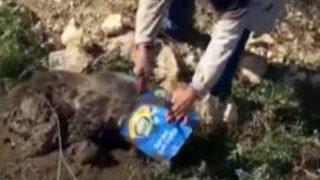 Ayının Kafası Kutuya Sıkıştı, İşçiler Kurtardı