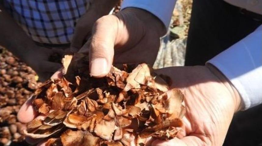 Toroslar’da Sedir Kozalağı Hasadı Başladı