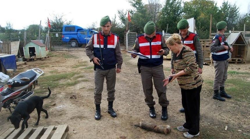Tekirdağ&rsquo;da Hayvan Barınağında 4 K&ouml;pek Telef Edildi
