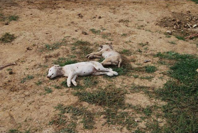 Tekirdağ’da Hayvan Barınağında 4 Köpek Telef Edildi