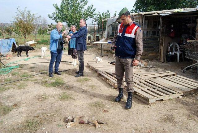 Tekirdağ’da Hayvan Barınağında 4 Köpek Telef Edildi