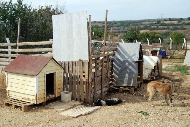 Tekirdağ’da Hayvan Barınağında 4 Köpek Telef Edildi