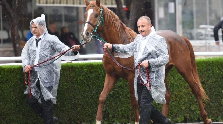Sultansuyu Tarım İşletmesi Tayları Satışa Sunuldu