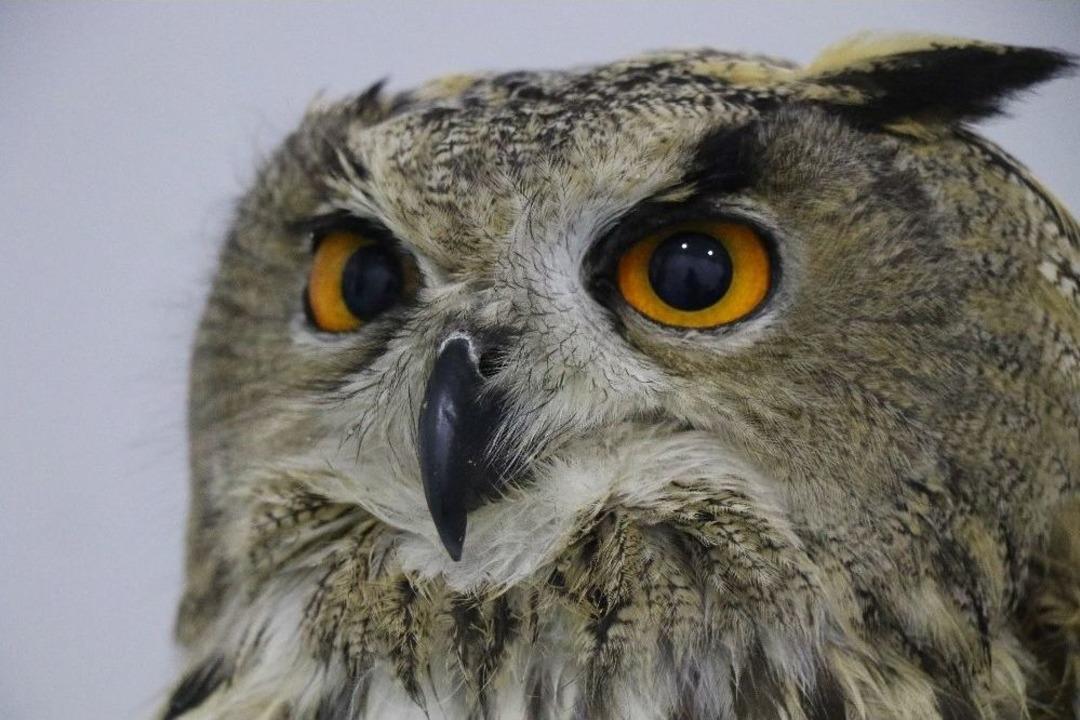 (&ouml;zel Haber) Devasa Baykuş Artık U&ccedil;amayacak