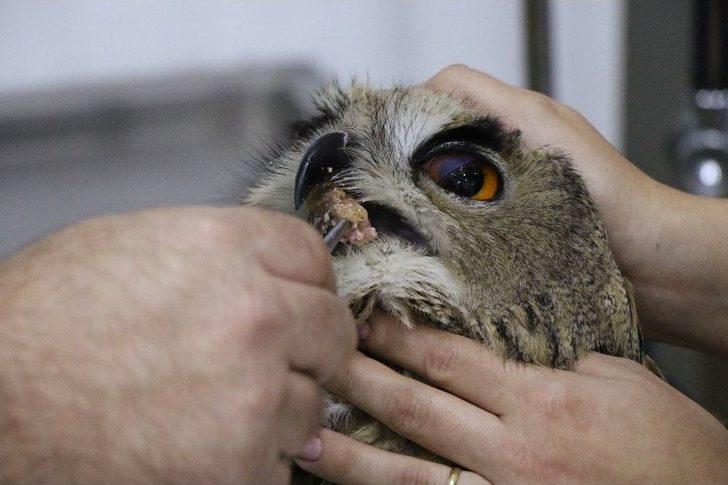 (özel Haber) Devasa Baykuş Artık Uçamayacak G1