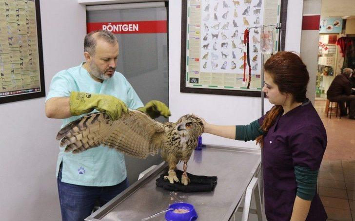 (özel Haber) Devasa Baykuş Artık Uçamayacak G2