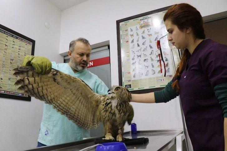 (özel Haber) Devasa Baykuş Artık Uçamayacak G3