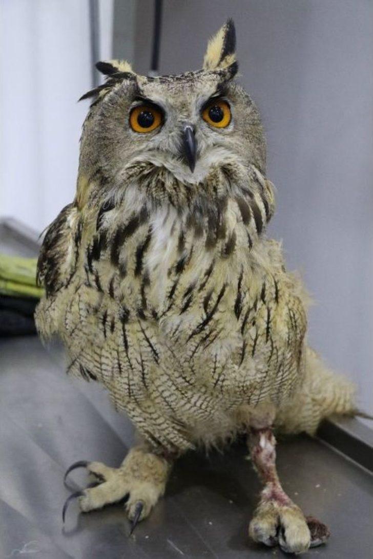 (özel Haber) Devasa Baykuş Artık Uçamayacak G4