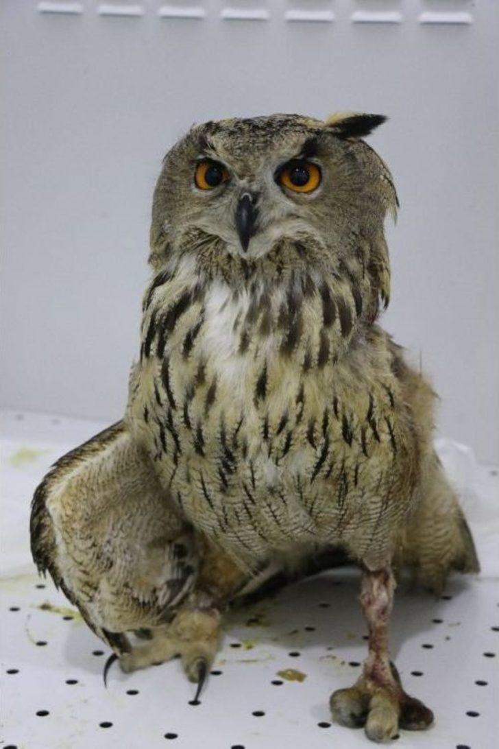 (özel Haber) Devasa Baykuş Artık Uçamayacak G5