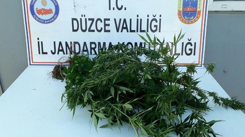 Yurt Dışından Sipariş Etti Serada Yetiştirmeye Başladı