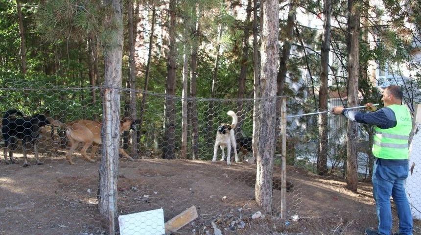 Çankaya’da Sokak Hayvanlarına Kuduz Aşısı