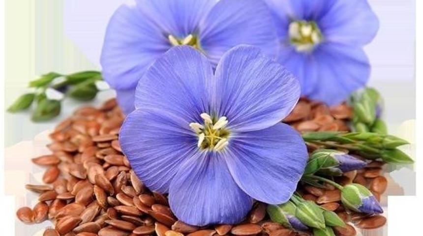 Doymamış Yağ Asitlerinin Bitkisel Kaynağı, Keten