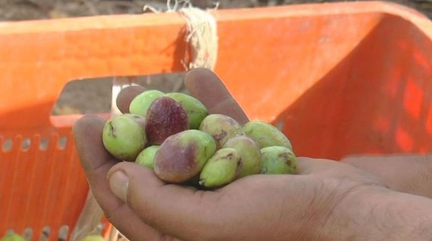 Zeytin Fiyatları Artacak