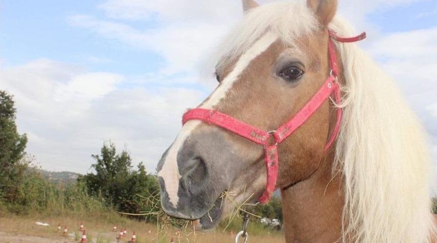 İhaleye &Ccedil;ıkan At Ve K&ouml;pek Satıldı