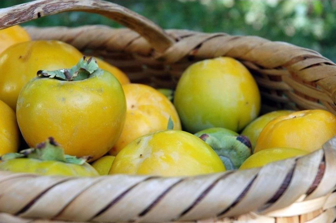 Van&rsquo;da Cennet Hurması Yetiştirildi