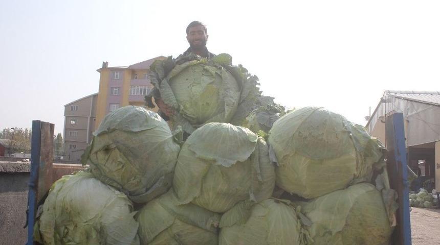 Ağrı&rsquo;da Yerli Lahana Alıcı Bekliyor