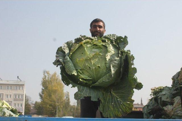 Ağrı’da Yerli Lahana Alıcı Bekliyor