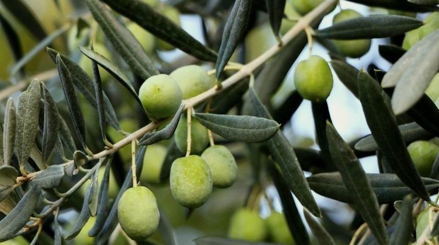 &lsquo;zeytin Gen&ccedil;leştirme Budaması Desteği&rsquo;nde &Ouml;nemli Uyarı!
