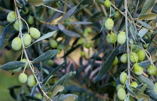 ‘zeytin Gençleştirme Budaması Desteği’nde Önemli Uyarı!