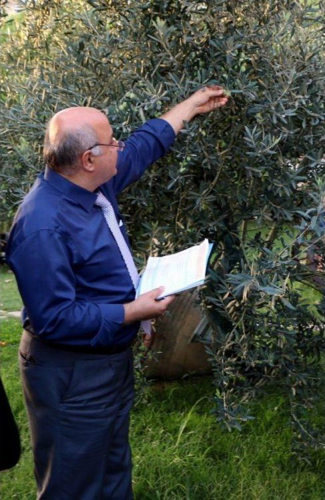 ‘zeytin Gençleştirme Budaması Desteği’nde Önemli Uyarı!