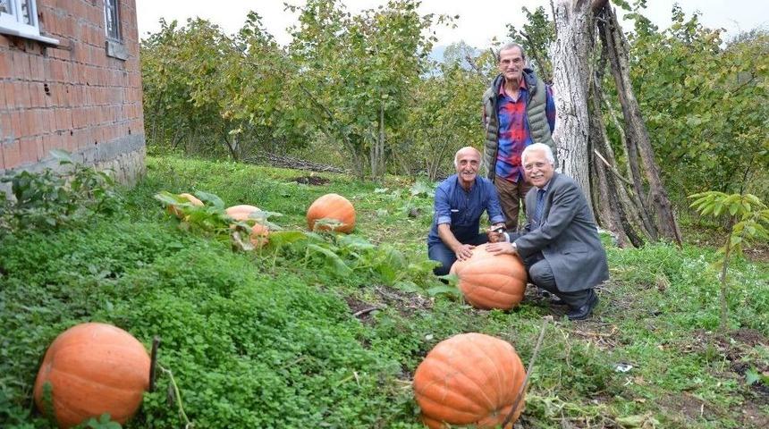 Emekli Vatandaş 50 Kiloluk Kabaklar Yetiştirdi