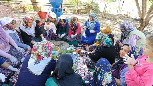 Osmaniye’de Kadınlara Zeytin İşleme Kursu